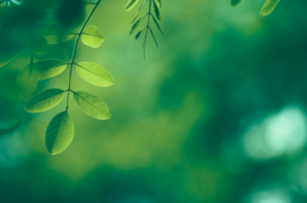 处暑脾气最旺盛，一年最佳健脾时！