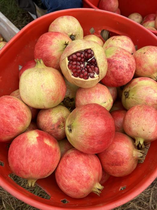 石榴突尼斯软籽石榴5斤6个一级果 商品图1