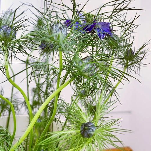 黑种草 若干支/扎 以实物为准 云南基地发货（价格已包含包装费用） 运费以实际为准，多退少补。 商品图2