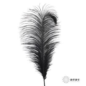 永生花材 | 火鸟毛黑色