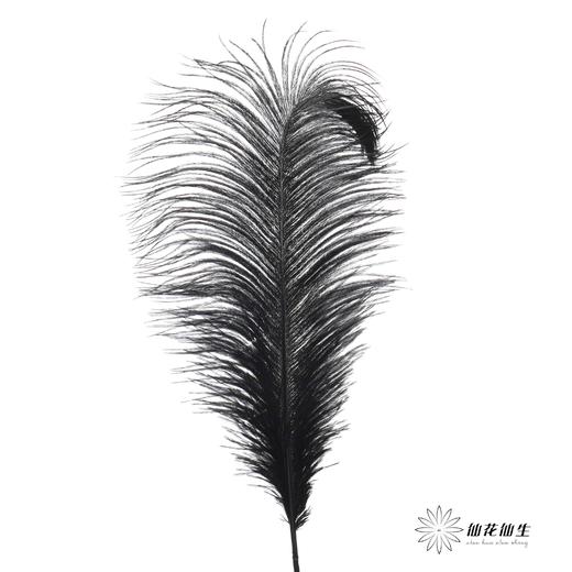 永生花材 | 火鸟毛黑色 商品图0