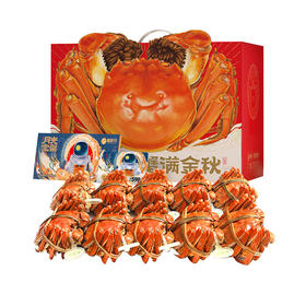 【无蟹不欢】蟹状元598型号 五对装雄蟹3.0两；雌蟹2.0两