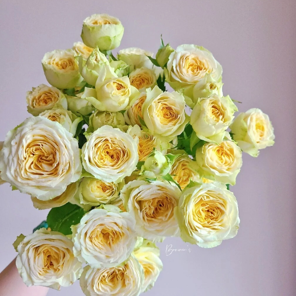 多头玫瑰  牛油果 10支/扎 云南基地发货 （价格已包含包装费用） 运费以实际为准，多退少补。