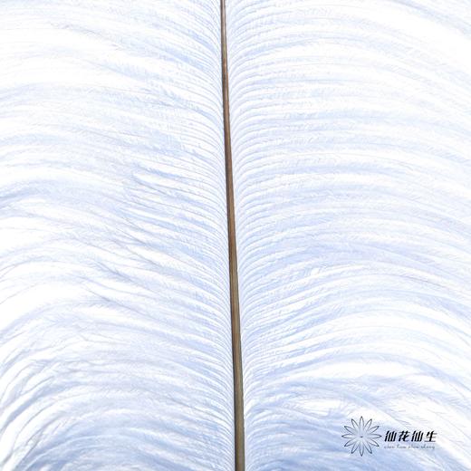 永生花材 | 火鸟毛蓝色 商品图1