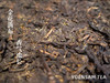 印象尊品2012年安化黑茶茯砖茶金花2.8千克 商品缩略图2