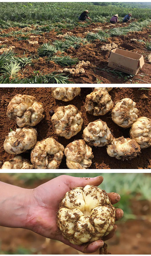 『yao食同源』新鲜宜兴百合 一剂良yao/微苦在喉/甘补于心 商品图2