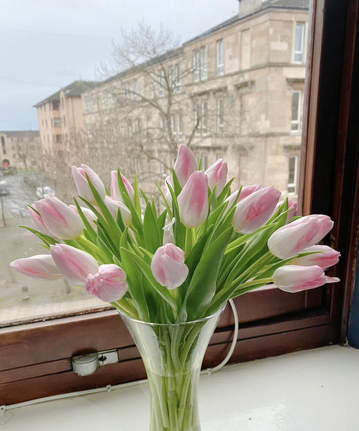 【国产郁金香】粉白色(马卡龙）  约10支/扎 商品图3