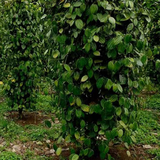 纯白胡椒粉（40g/瓶）2瓶 商品图6