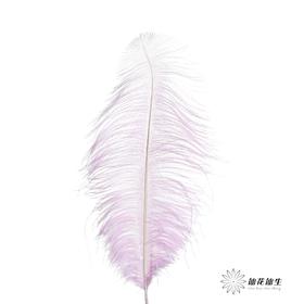 永生花材 | 火鸟毛浅紫