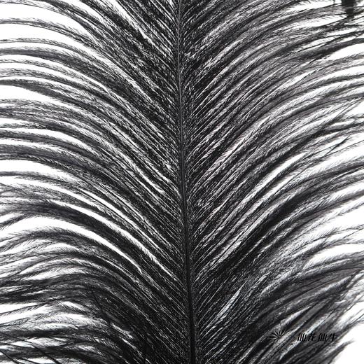 永生花材 | 火鸟毛黑色 商品图1