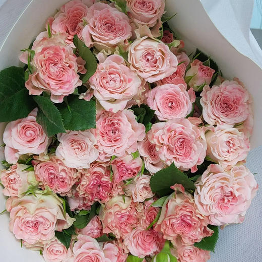 多头玫瑰 小仙女 10支/扎 云南基地发货 （价格已包含包装费用） 运费以实际为准，多退少补。 商品图3