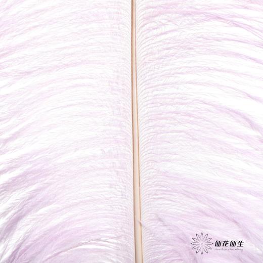 永生花材 | 火鸟毛浅紫 商品图1