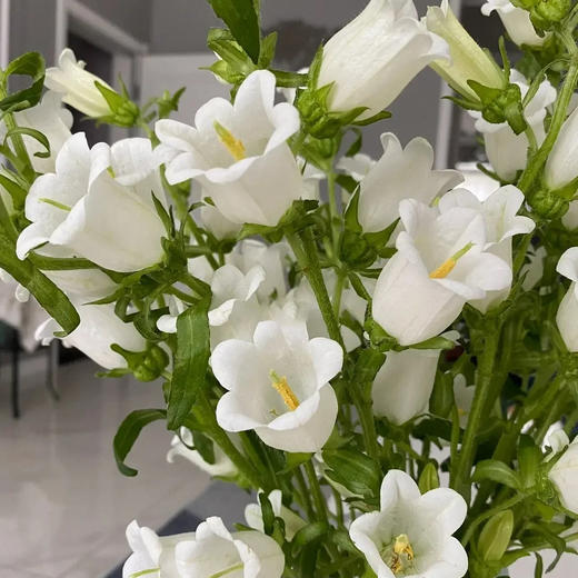 风铃花 若干支/扎 以实物为准 云南基地发货（价格已包含包装费用） 运费以实际为准，多退少补。 商品图1