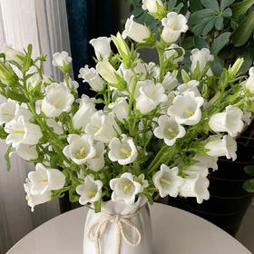 风铃花 若干支/扎 以实物为准 云南基地发货（价格已包含包装费用） 运费以实际为准，多退少补。