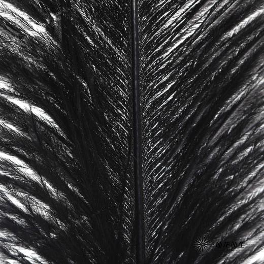 永生花材 | 火鸟毛黑色 商品图2