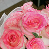 【花匠铺】艾莎 10支/扎 粉玫瑰 云南基地发货 （价格已包含包装费用） 运费以实际为准，多退少补。 商品缩略图2