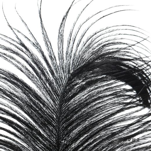 永生花材 | 火鸟毛黑色 商品图4