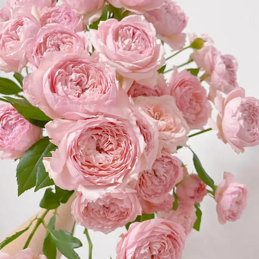 多头玫瑰 朱丽叶塔 10支/扎 云南基地发货 （价格已包含包装费用） 运费以实际为准，多退少补。 商品图2