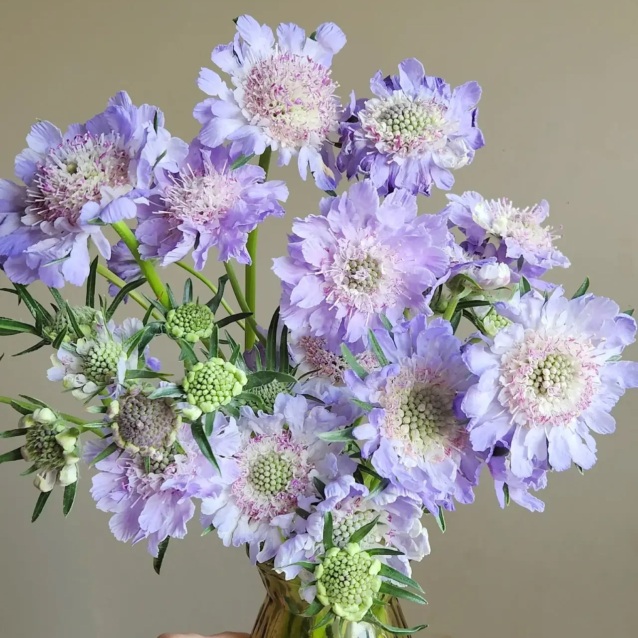 蓝盆花 若干支/扎 以实物为准 云南基地发货（价格已包含包装费用） 运费以实际为准，多退少补。