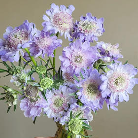 蓝盆花 若干支/扎 以实物为准 云南基地发货（价格已包含包装费用） 运费以实际为准，多退少补。