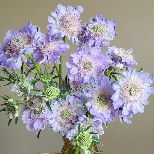 蓝盆花 若干支/扎 以实物为准 云南基地发货（价格已包含包装费用） 运费以实际为准，多退少补。 商品图0