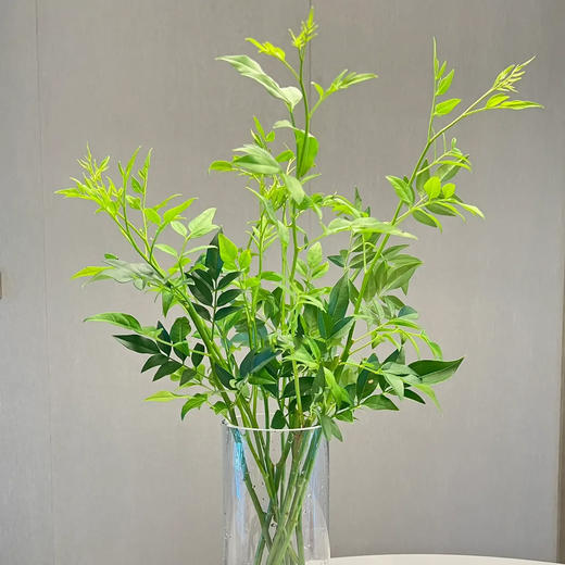 九星叶 若干支/扎 以实物为准 云南基地发货（价格已包含包装费用） 运费以实际为准，多退少补。 商品图2