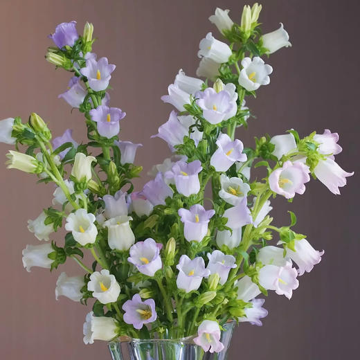 风铃花 若干支/扎 以实物为准 云南基地发货（价格已包含包装费用） 运费以实际为准，多退少补。 商品图2