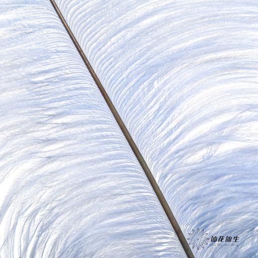 永生花材 | 火鸟毛蓝色 商品图4