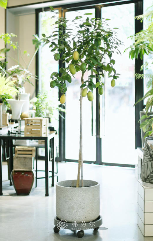 柠檬树 商品图0