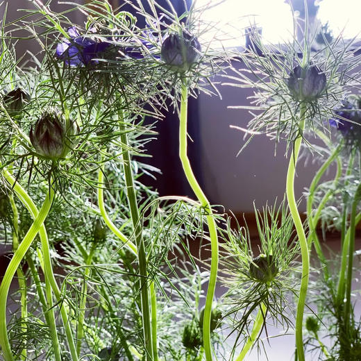 黑种草 若干支/扎 以实物为准 云南基地发货（价格已包含包装费用） 运费以实际为准，多退少补。 商品图1