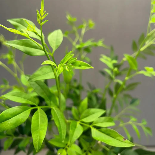 九星叶 若干支/扎 以实物为准 云南基地发货（价格已包含包装费用） 运费以实际为准，多退少补。 商品图1