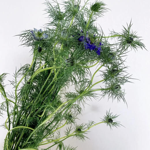 黑种草 若干支/扎 以实物为准 云南基地发货（价格已包含包装费用） 运费以实际为准，多退少补。 商品图0