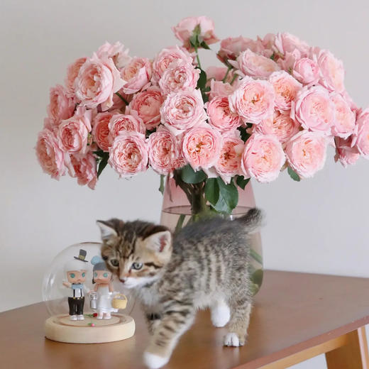 多头玫瑰 朱丽叶塔 10支/扎 云南基地发货 （价格已包含包装费用） 运费以实际为准，多退少补。 商品图0