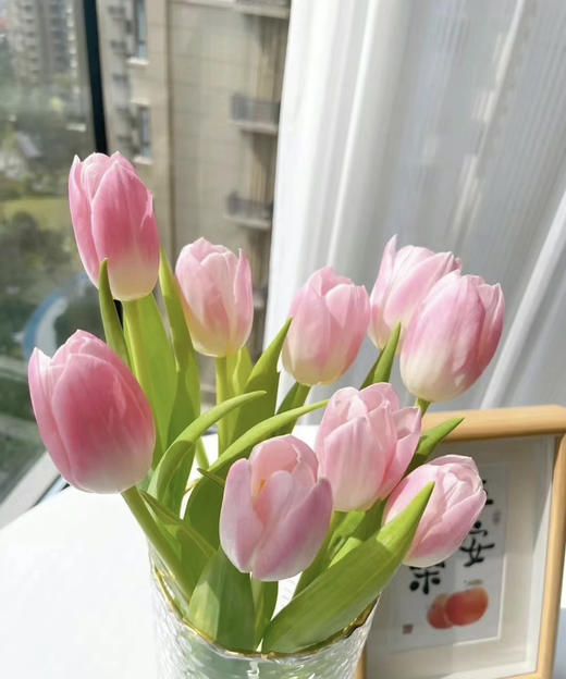 【国产郁金香】粉白色(马卡龙）  约10支/扎 商品图4