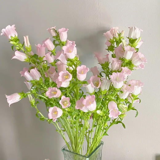 风铃花 若干支/扎 以实物为准 云南基地发货（价格已包含包装费用） 运费以实际为准，多退少补。 商品图3