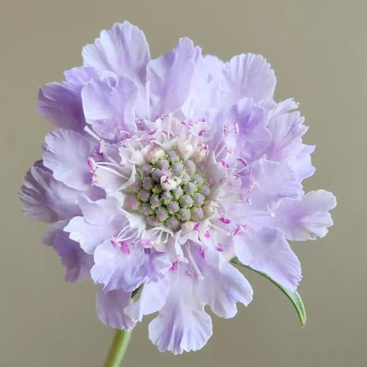 蓝盆花 若干支/扎 以实物为准 云南基地发货（价格已包含包装费用） 运费以实际为准，多退少补。 商品图1