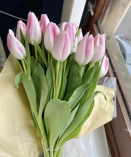 【国产郁金香】粉白色(马卡龙）  约10支/扎 商品图5