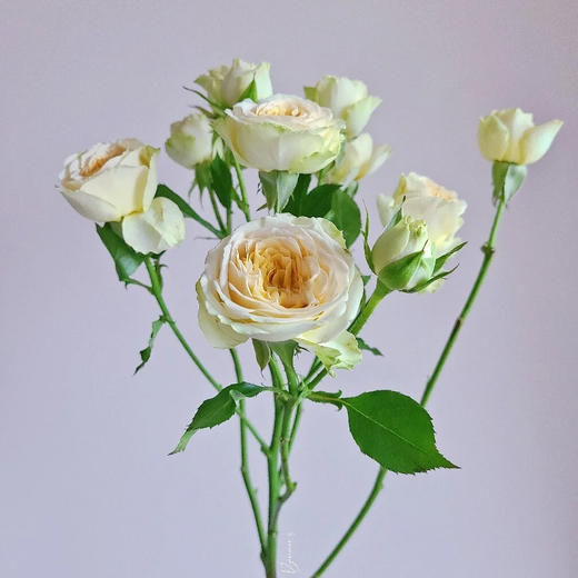 多头玫瑰  牛油果 10支/扎 云南基地发货 （价格已包含包装费用） 运费以实际为准，多退少补。 商品图1