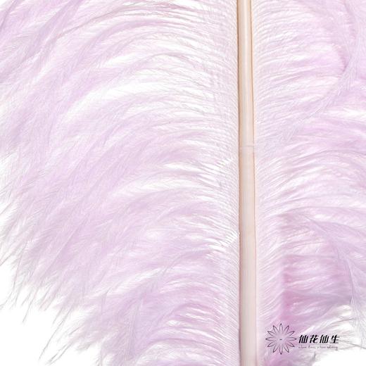 永生花材 | 火鸟毛浅紫 商品图2