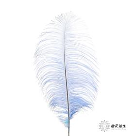 永生花材 | 火鸟毛蓝色