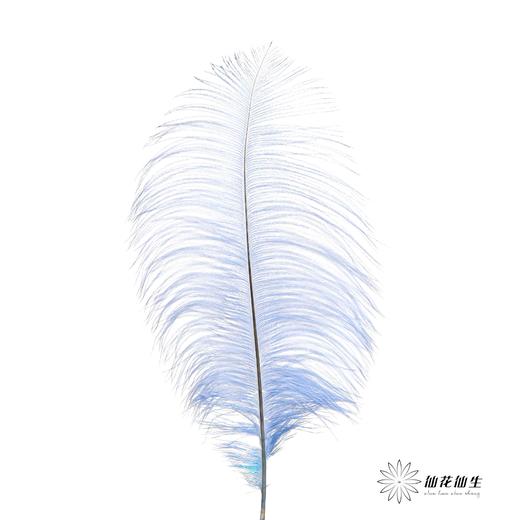 永生花材 | 火鸟毛蓝色 商品图0