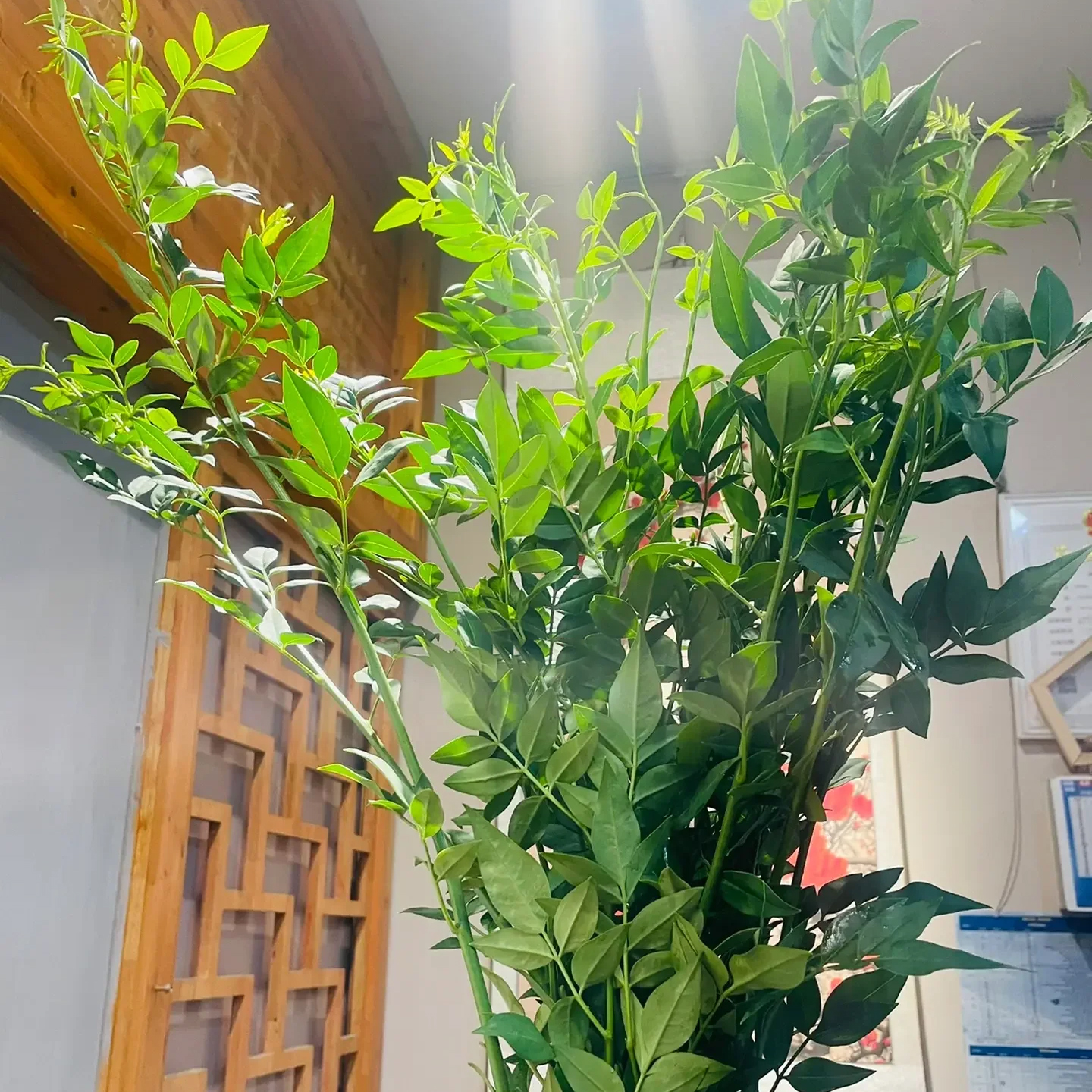 九星叶 若干支/扎 以实物为准 云南基地发货（价格已包含包装费用） 运费以实际为准，多退少补。