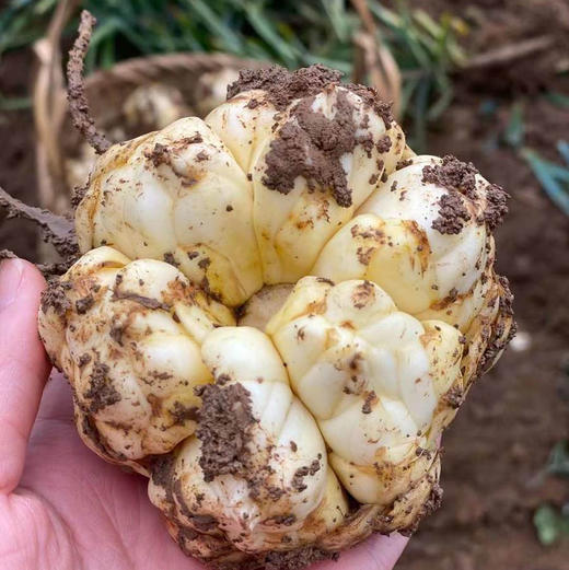 『yao食同源』新鲜宜兴百合 一剂良yao/微苦在喉/甘补于心 商品图0