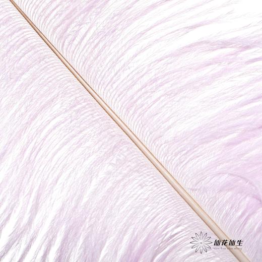 永生花材 | 火鸟毛浅紫 商品图3