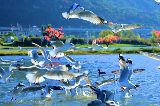 【与风有约】邂逅有风的地方丨大理+丽江丨5天4晚丨慢旅行 商品图4