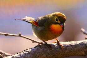 鸟粪能对车漆造成严重腐蚀吗