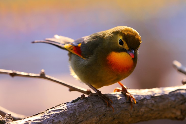 【天高任鸟飞摄影图片】生态摄影_太平洋电脑网摄影部落