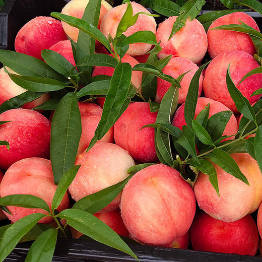 【山东·沂蒙】红皮水蜜桃 品质毛桃 现吃脆甜水蜜桃 基地直发 商品图0