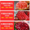 突尼斯软籽石榴 商品缩略图5