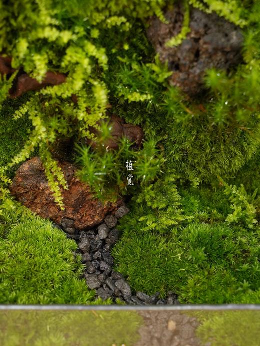 森林苔藓微景观生态缸桌面植物苔藓绿植小盆栽 商品图1
